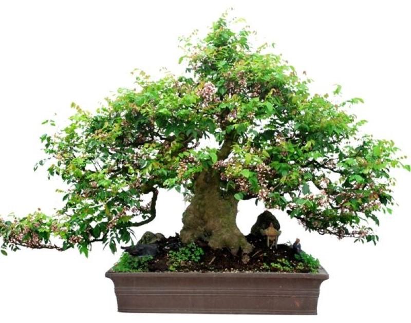 Cây khế tàu trong nghệ thuật bonsai