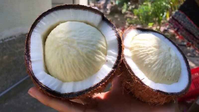 Mộng dừa có công dụng như thế nào? 