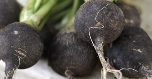 Hướng dẫn trồng và chăm sóc củ cải đen