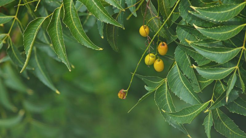 Công dụng của cây neem Ấn Độ