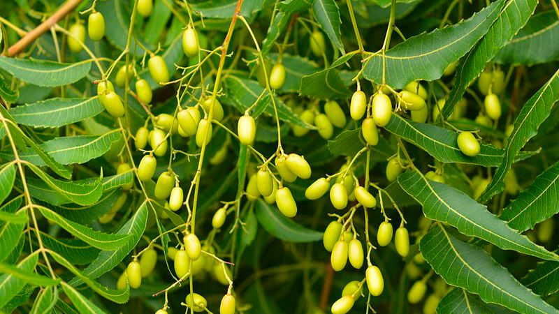 Một số bài thuốc từ cây neem Ấn Độ