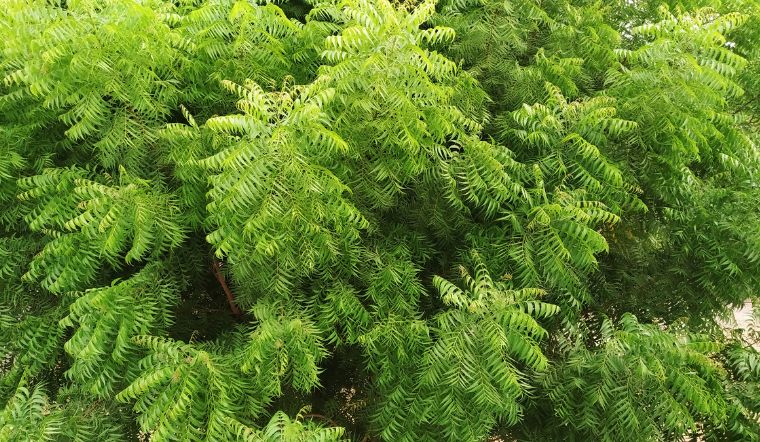 Tìm hiểu chung về cây neem Ấn Độ