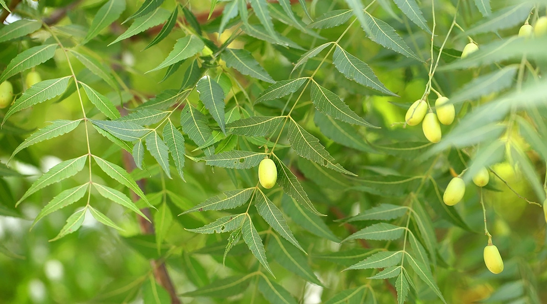 Các câu hỏi thường gặp khi sử dụng cây neem Ấn Độ