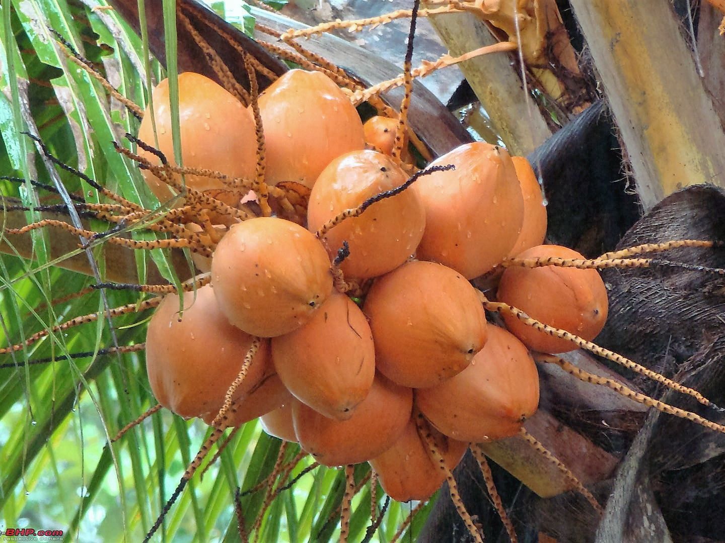 Giá trị dinh dưỡng và lợi ích sức khỏe của nước dừa xiêm