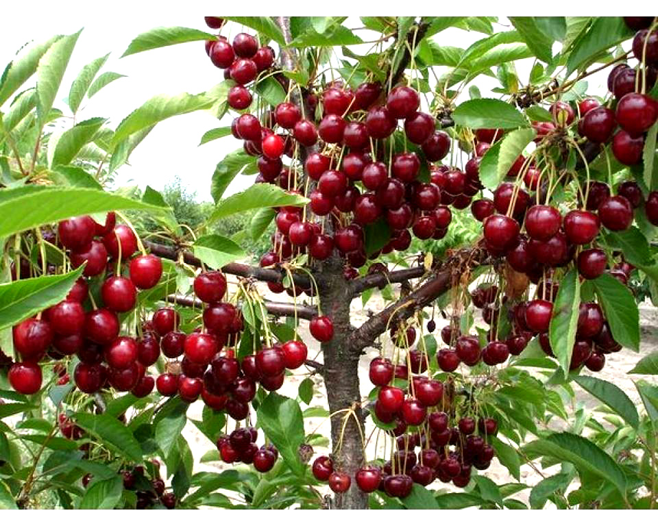 Ở Việt Nam, có nơi nào trồng cherry không?