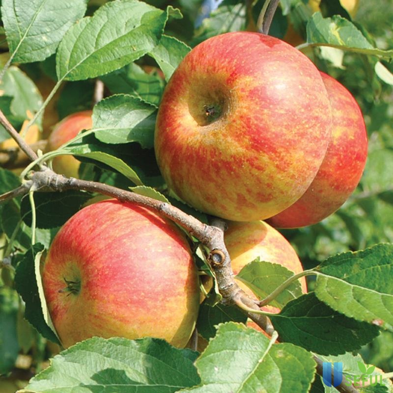 Giới thiệu chung về táo Ambrosia New Zealand
